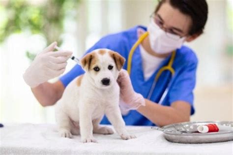 hur länge varar rabiesvaccin hund